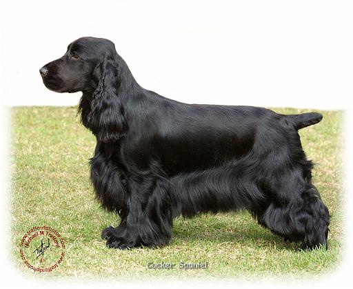 Cocker Spaniel 9P014D-013_2.jpg